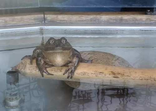 A large frog resting on a wooden branch above water, with a smooth stone visible beneath the surface.