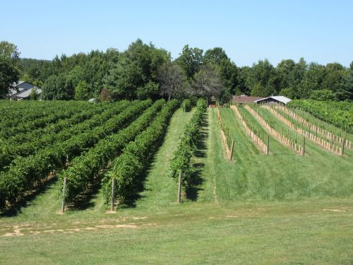 A scenic vineyard with rows of grapevines stretching across green fields under a clear blue sky.