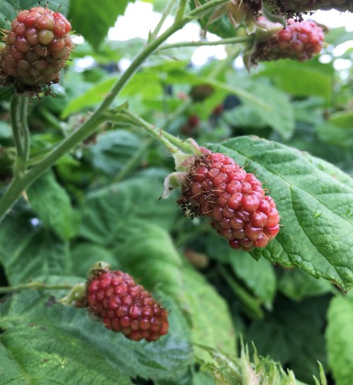 Close-up of ripe red raspberries growing on a green bush, surrounded by lush green leaves.