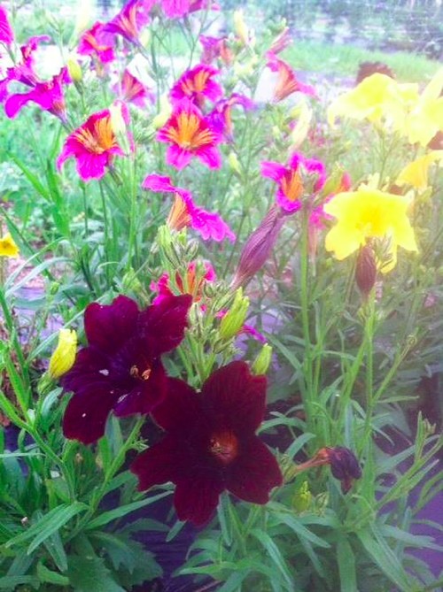 A vibrant garden with purple, pink, and yellow flowers blooming among lush green foliage.