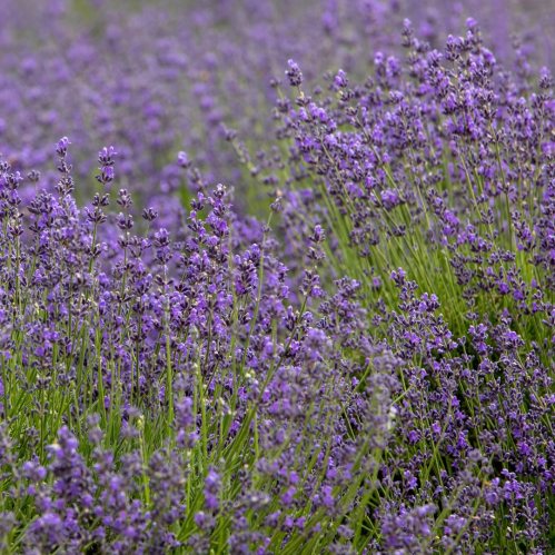 A field of vibrant purple lavender flowers swaying gently in the breeze.