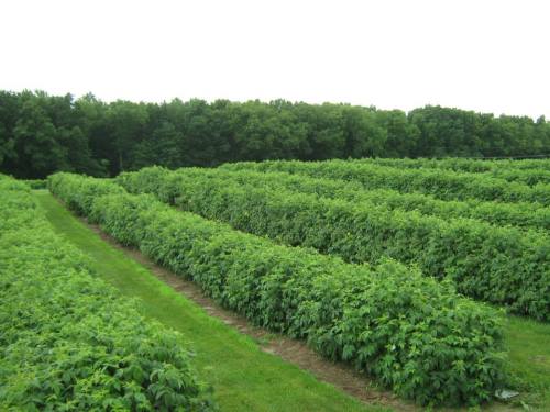 Lush green fields of crops arranged in neat rows, bordered by a dense tree line in the background.