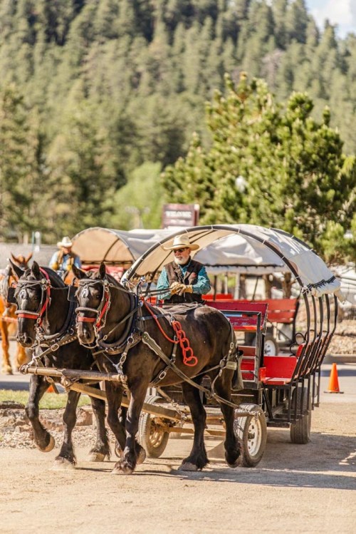 A person drives a horse-drawn wagon with two black horses, surrounded by trees and a rustic landscape.