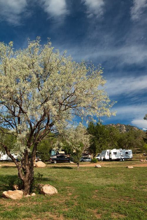 A serene campsite with a tree, rocky ground, and RVs in the background under a blue sky with scattered clouds.
