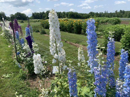 A vibrant garden with tall delphinium flowers in shades of blue, white, and purple, surrounded by greenery and sunny skies.