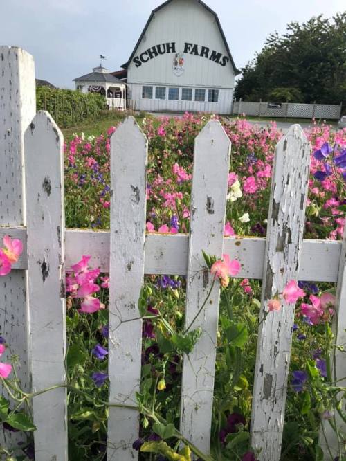 A white picket fence in front of colorful flowers, with Schuh Farms barn in the background under a cloudy sky.