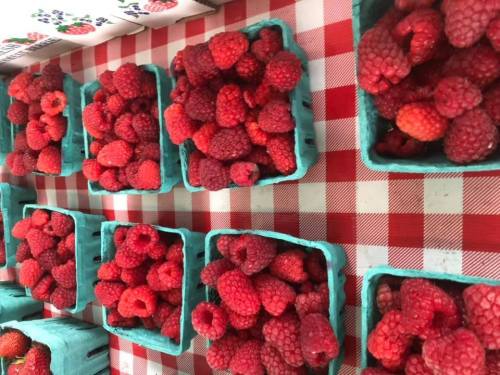 Fresh raspberries in teal containers on a red and white checkered tablecloth.