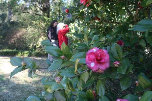 Two people in the background near a flowering camellia bush, with vibrant pink flowers and lush green leaves.