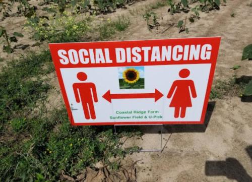 Sign promoting social distancing at Coastal Ridge Farm, featuring a sunflower and directional arrows.