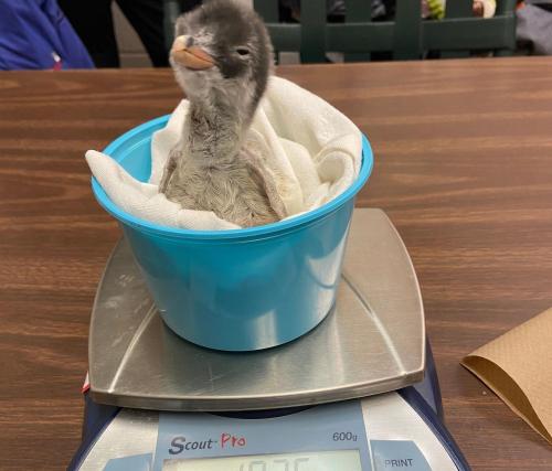 A young bird sitting in a blue bowl on a scale, wrapped in a cloth, with a weight reading of 107.5 grams.