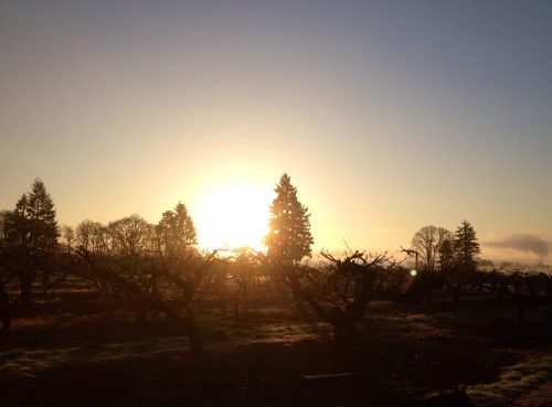 Sunrise over an orchard, with silhouetted trees against a bright sky and soft morning light.