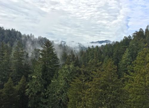 A misty forest landscape with tall evergreen trees under a cloudy sky.