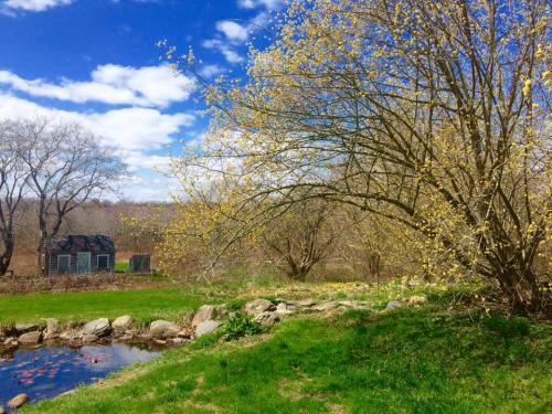 A serene landscape featuring a blooming tree, a pond, and a rustic shed under a bright blue sky with fluffy clouds.