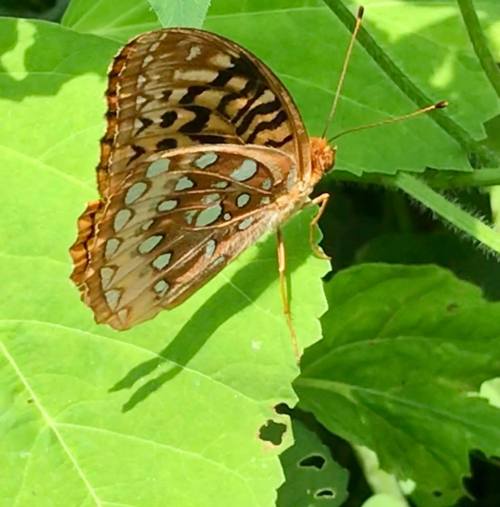 A brown butterfly with blue spots resting on a green leaf, surrounded by lush foliage.
