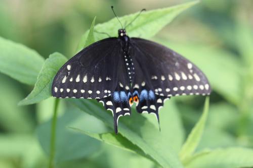 A black butterfly with white spots and orange accents resting on green leaves.