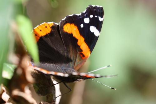 A close-up of a butterfly with orange and black wings resting on a leaf, surrounded by greenery.