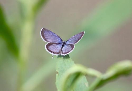 A small blue butterfly perched on a green leaf, with delicate wings and a blurred natural background.