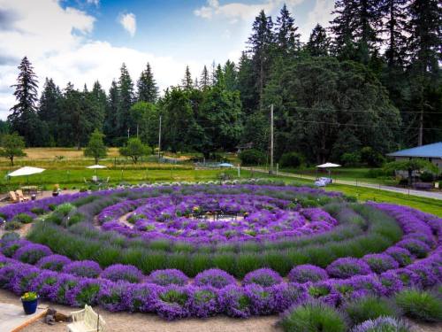 A vibrant lavender garden arranged in a spiral pattern, surrounded by trees and open fields under a blue sky.