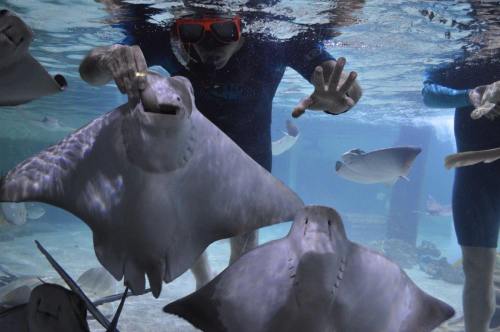 A person in snorkeling gear interacts with stingrays underwater, surrounded by various fish in a clear blue ocean.