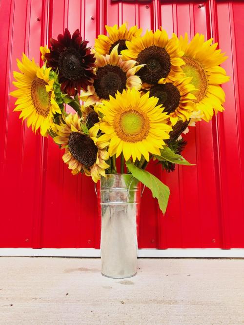 A vibrant bouquet of sunflowers in a glass vase, set against a bright red background.