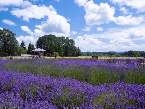 A vibrant lavender field under a blue sky with fluffy clouds, surrounded by trees and distant hills.