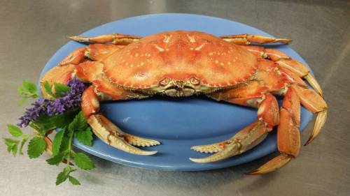 A cooked crab on a blue plate, garnished with fresh mint and lavender sprigs.