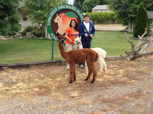 A woman and a man stand with two alpacas in front of a sign for Suncrest Orchard Alpacas.