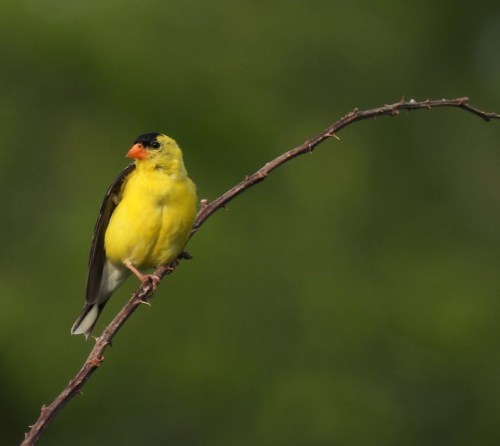 A bright yellow bird perched on a thin branch against a blurred green background.