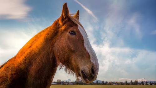 A close-up of a brown horse with a white blaze, set against a blue sky with wispy clouds.