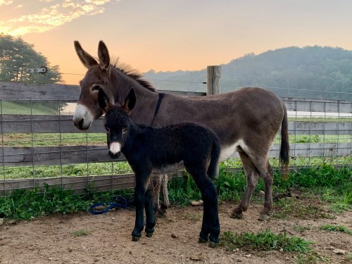 A donkey and its black foal stand together near a wooden fence at sunrise, with a misty landscape in the background.