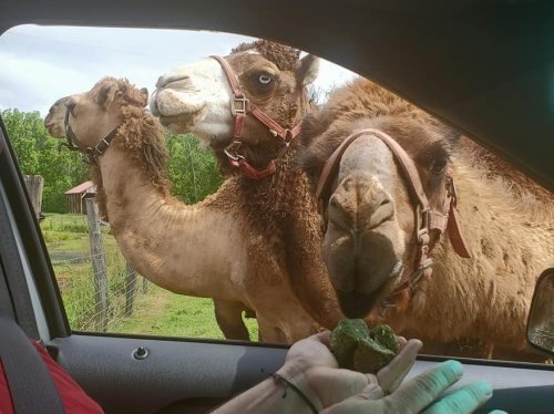 A person feeding camels from a car window, with two camels eagerly reaching for food.