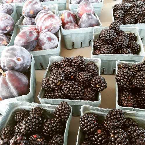 A variety of fresh blackberries and plums in green containers on a table.