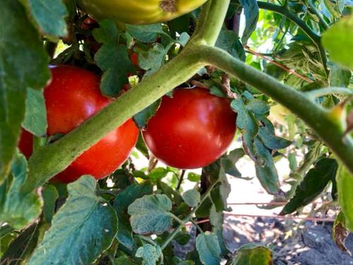 Two ripe red tomatoes hanging on a vine, surrounded by green leaves in a garden setting.