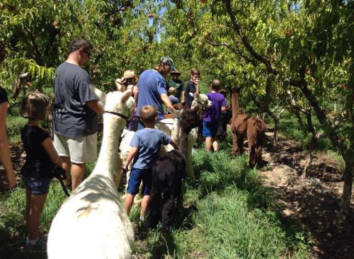 A group of people walking with alpacas through a lush orchard on a sunny day.