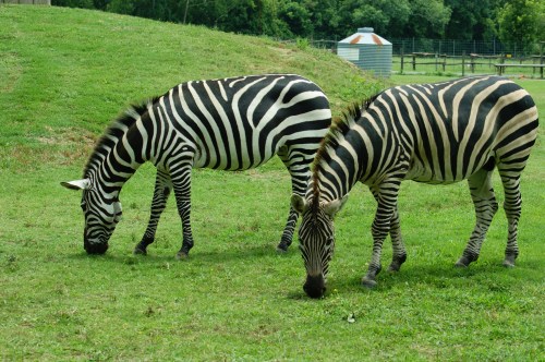 Two zebras grazing on green grass in a sunny field, with trees and a barn in the background.