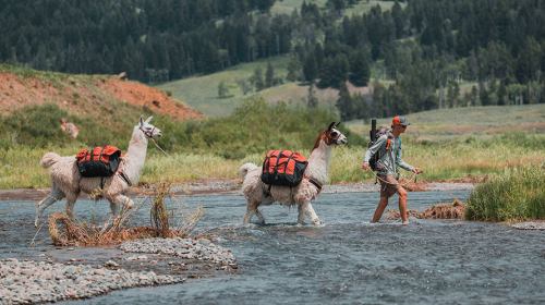 A person walks through a river with two llamas, each carrying backpacks, surrounded by lush greenery and hills.