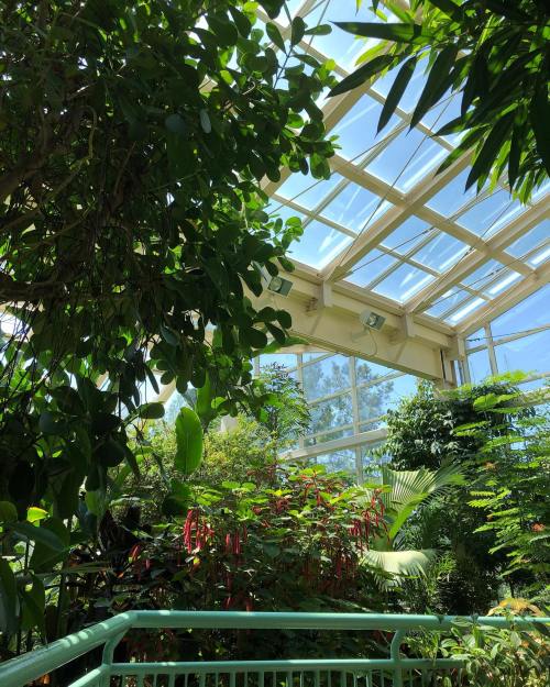 Lush greenery fills a bright greenhouse with glass ceilings, showcasing vibrant plants and a clear blue sky.