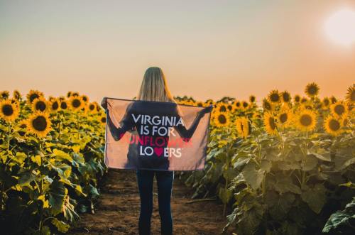 A person stands in a sunflower field, holding a flag that says "Virginia is for Sunflower Lovers" at sunset.