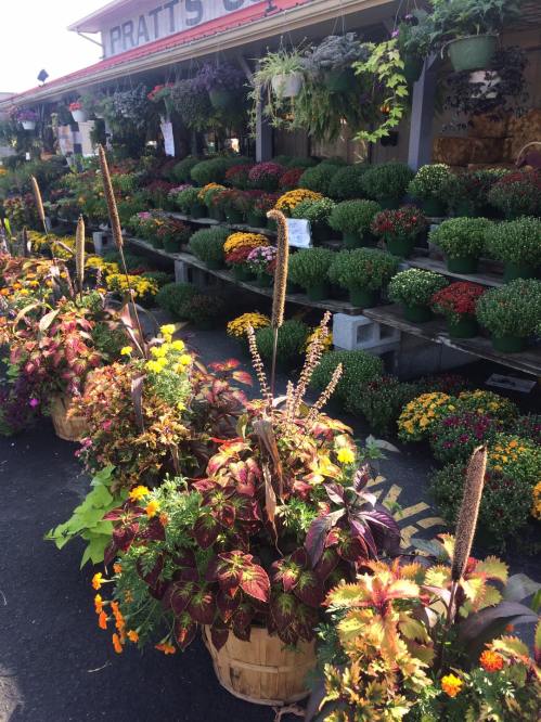 A vibrant display of potted flowers and plants in baskets, arranged outside a garden shop with colorful blooms.