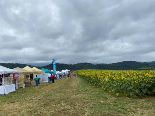 A field of sunflowers with tents and people walking along a path under a cloudy sky.