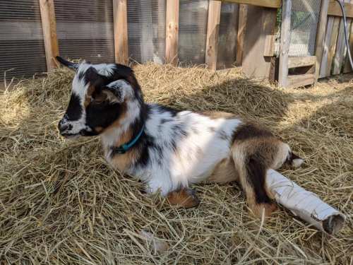A young goat with a bandaged leg rests on straw in a barn.