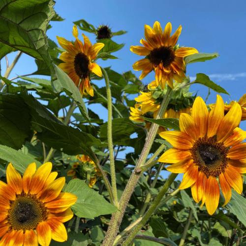 A vibrant field of sunflowers under a clear blue sky, showcasing bright yellow petals and dark centers.