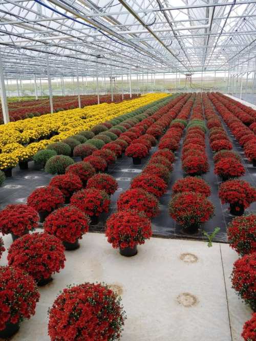 A greenhouse filled with rows of vibrant red and yellow flowering plants in circular pots.