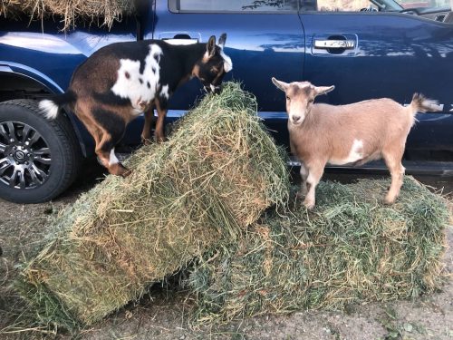 Two goats standing on stacked hay bales next to a blue truck, one eating hay and the other looking at the camera.