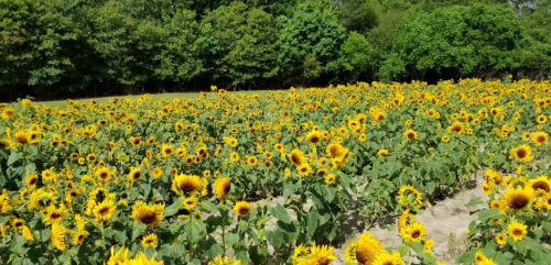 A vibrant field of sunflowers in full bloom, surrounded by lush green trees under a clear blue sky.