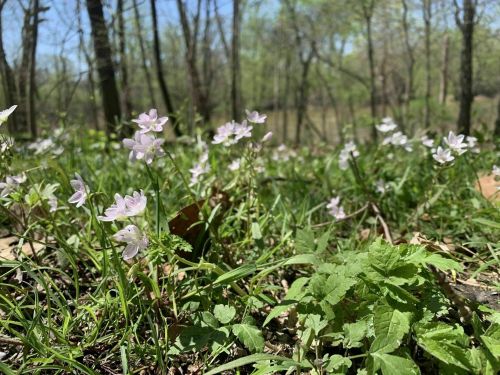 A close-up of delicate pink flowers blooming among green grass in a wooded area on a sunny day.
