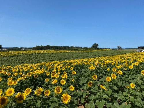A vibrant field of sunflowers stretches under a clear blue sky, creating a picturesque landscape.