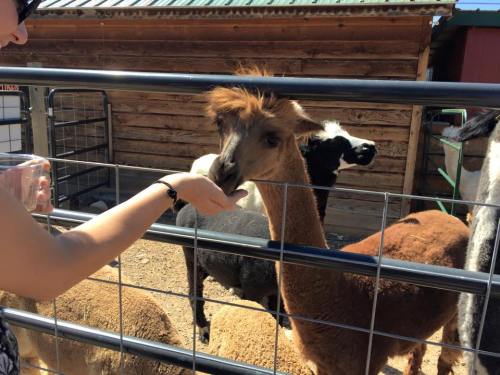 A person feeding an alpaca through a fence at a farm, with other animals visible in the background.