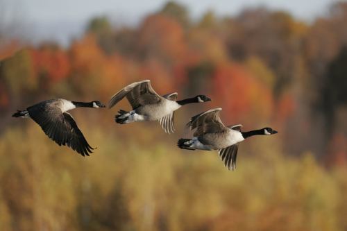 Three geese flying in formation against a backdrop of colorful autumn foliage.