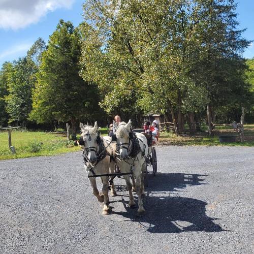 A carriage pulled by two white horses on a gravel path, surrounded by trees and a clear blue sky.